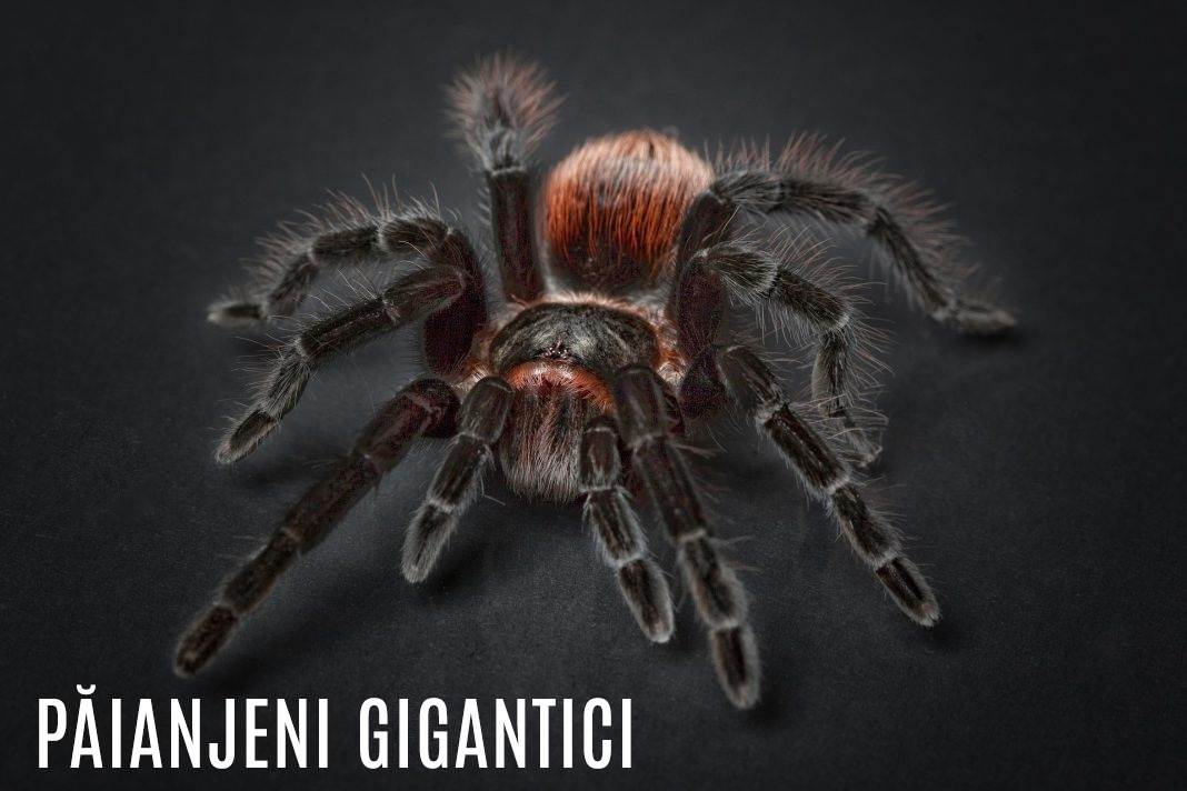 paianjeni gigantici